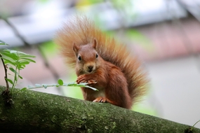 站在树干上的可爱红松鼠图片